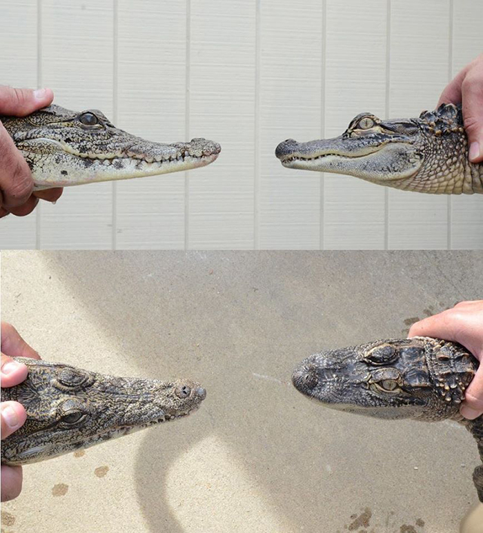 Cánh nhận biết cá sấu crocodile và alligator con nào mới là cá sấu - 1
