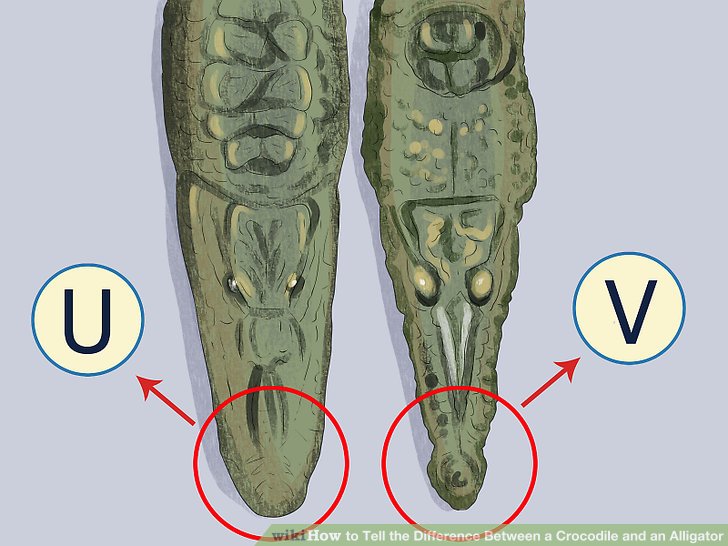 Phân biệt crocodile và alligator trong tiếng anh con nào mới là cá sấu - 2