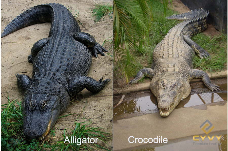 Cánh nhận biết cá sấu crocodile và alligator con nào mới là cá sấu - 6