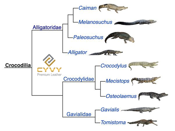 Cánh nhận biết cá sấu crocodile và alligator con nào mới là cá sấu - 2