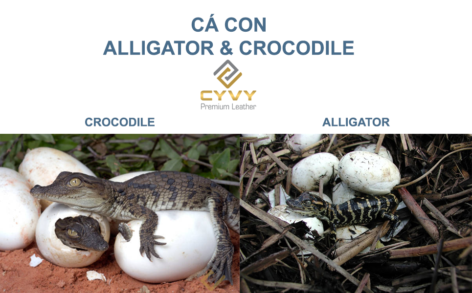 Cánh nhận biết cá sấu crocodile và alligator con nào mới là cá sấu - 7
