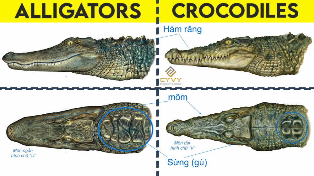 Cánh nhận biết cá sấu crocodile và alligator con nào mới là cá sấu - 3