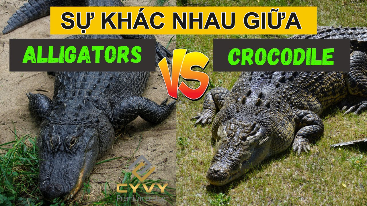Cánh nhận biết cá sấu Crocodile và Alligator ? Con nào mới là Cá sấu?